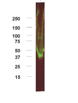 ADORA1 Rabbit Polyclonal Antibody