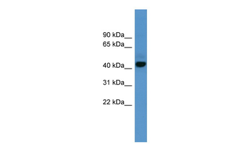 ADORA1 Rabbit Polyclonal Antibody