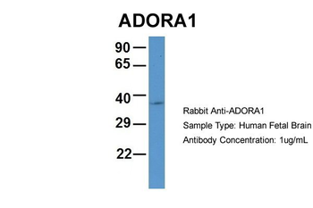 ADORA1 Rabbit Polyclonal Antibody
