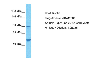 ADAMTS6 Rabbit Polyclonal Antibody