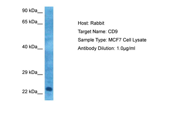 CD9 Rabbit Polyclonal Antibody