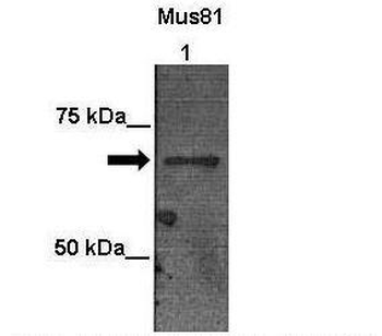 MUS81 Rabbit Polyclonal Antibody