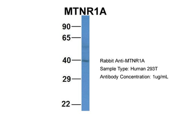 MTNR1A Rabbit Polyclonal Antibody