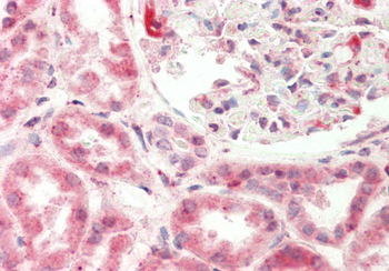 DAP3 Rabbit Polyclonal Antibody