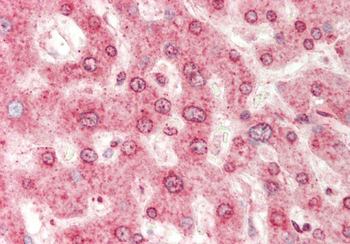 DAP3 Rabbit Polyclonal Antibody