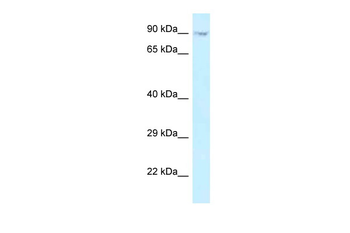 ORC3L Rabbit Polyclonal Antibody
