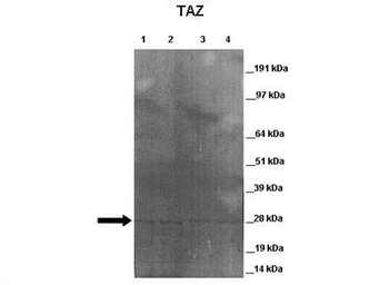 TAZ Rabbit Polyclonal Antibody