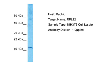 Rpl22 Rabbit Polyclonal Antibody
