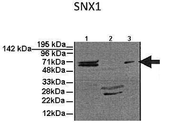 SNX1 Rabbit Polyclonal Antibody