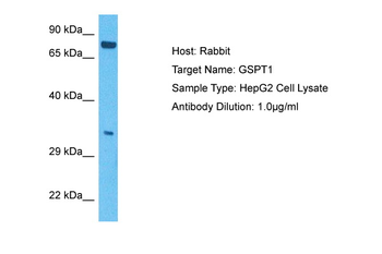 GSPT1 Rabbit Polyclonal Antibody