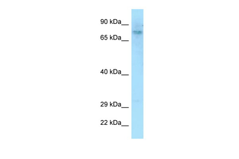 DEF6 Rabbit Polyclonal Antibody
