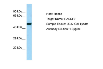 RASSF9 Rabbit Polyclonal Antibody