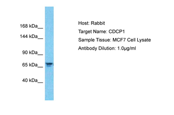 CDCP1 Rabbit Polyclonal Antibody