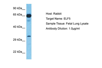 ELF5 Rabbit Polyclonal Antibody