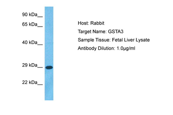 GSTA3 Rabbit Polyclonal Antibody