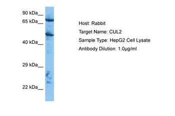 CUL2 Rabbit Polyclonal Antibody
