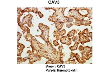 CAV3 Rabbit Polyclonal Antibody