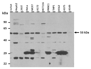 HTR2A Rabbit Polyclonal Antibody