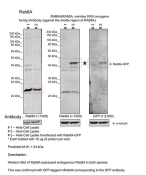 RAB8A Rabbit Polyclonal Antibody