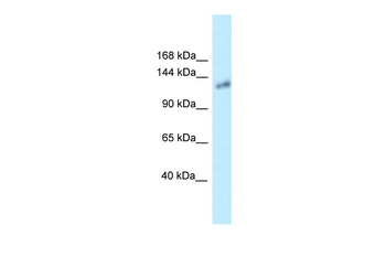 Kl Rabbit Polyclonal Antibody
