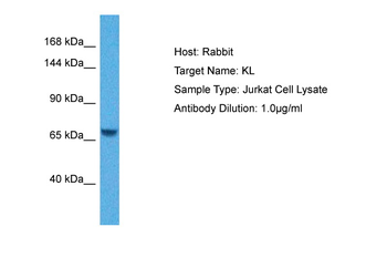 KL Rabbit Polyclonal Antibody