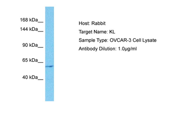 KL Rabbit Polyclonal Antibody