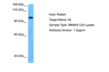 KL Rabbit Polyclonal Antibody
