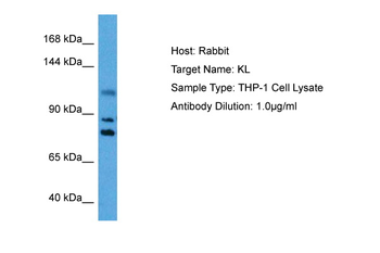 KL Rabbit Polyclonal Antibody