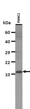 NPY Rabbit Polyclonal Antibody