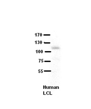 COL6A1 Rabbit Polyclonal Antibody