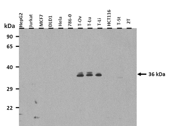 APOE Rabbit Polyclonal Antibody