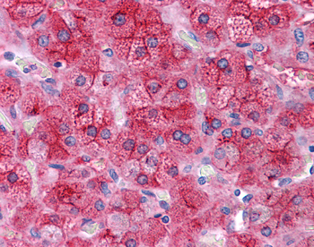 APOE Rabbit Polyclonal Antibody