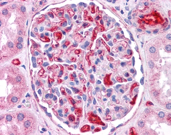 APOE Rabbit Polyclonal Antibody