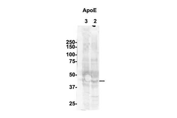 APOE Rabbit Polyclonal Antibody