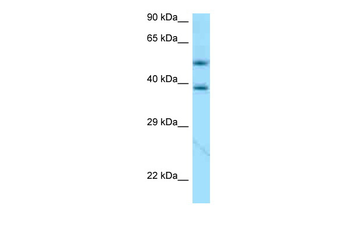 APOE Rabbit Polyclonal Antibody