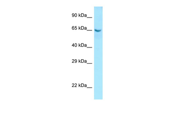 COL9A1 Rabbit Polyclonal Antibody
