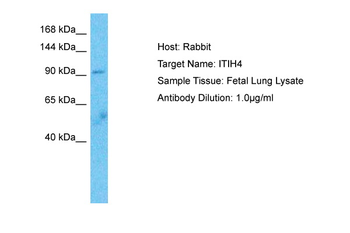 ITIH4 Rabbit Polyclonal Antibody
