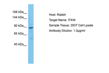 ITIH4 Rabbit Polyclonal Antibody