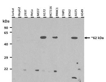 CY24B Rabbit Polyclonal Antibody