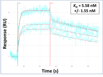 CY24B Rabbit Polyclonal Antibody