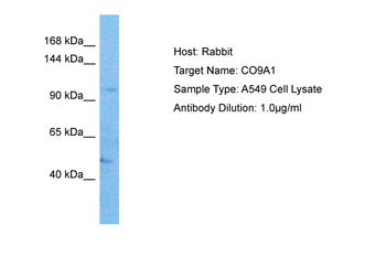 COL9A1 Rabbit Polyclonal Antibody