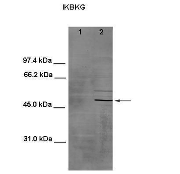 IKBKG Rabbit Polyclonal Antibody