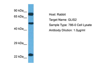 GLIS2 Rabbit Polyclonal Antibody
