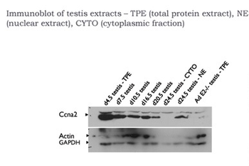 Ccna2 Rabbit Polyclonal Antibody