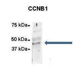 CCNB1 Rabbit Polyclonal Antibody
