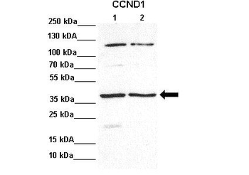 CCND1 Rabbit Polyclonal Antibody