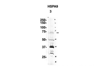 HSPA9 Rabbit Polyclonal Antibody
