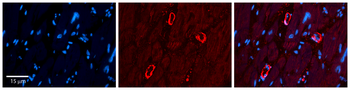 HSPA5 Rabbit Polyclonal Antibody