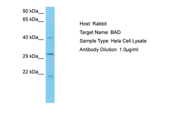 BAD Rabbit Polyclonal Antibody
