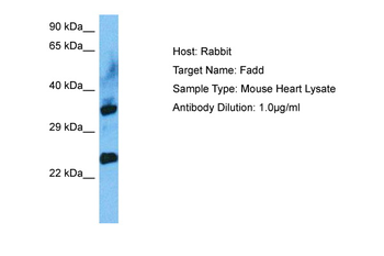 FADD Rabbit Polyclonal Antibody